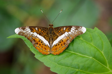 Image of The Knight butterfly (Lebadea martha Fabricius, 1787) on green leaves. Insect Animal