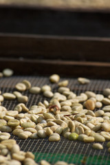 PRE-ROAST COFFEE BEANS UP CLOSE