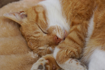 眠る茶猫