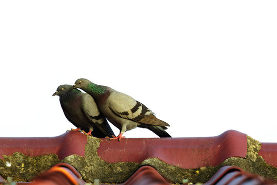 Image of two pigeons on the roof. Bird, Animal.