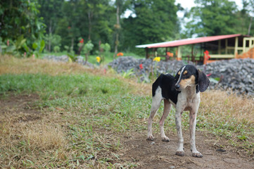 STRAY DOG TORTUGUERO