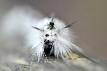 Detail of a Lophocampa caryae white black hairy caterpillar crawling on a tree log. Hickory tussock moth or hickory halisidota of Erebidae family. - obrazy, fototapety, plakaty