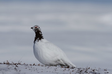 Rock Ptarmigan (Lagopus Muta) showing spring colours while standing on snow