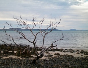A bare tree on a beach, surrounded by rocks and pebbles. The sky is overcast. A headland is visible on the other side of the water.