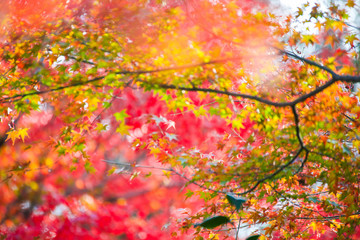 Maple leaves change color in autumn season