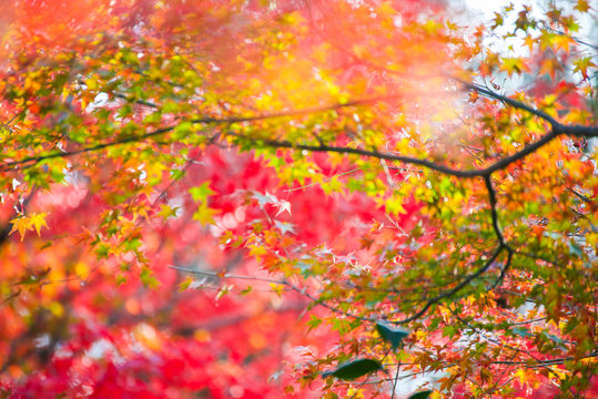Maple leaves change color in autumn season