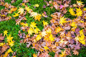 Obraz premium Maple leaves fall on the ground in autumn season