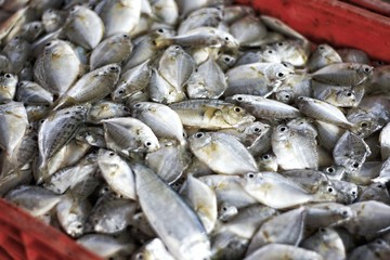 fish in red plastic case at fish market