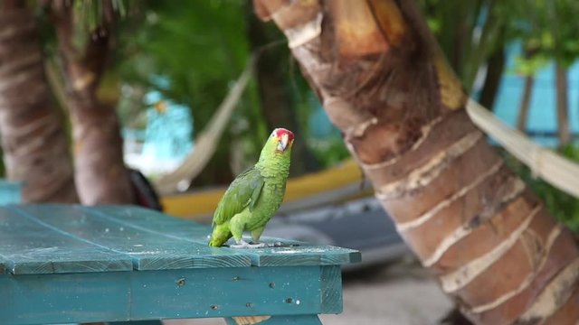 A curious Parakeet looking at the camera. The parakeet is a small parrot with predominantly green plumage and a long tail.