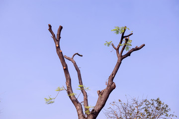 Tree were cutting with blue sky