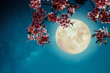 Fotobehang Nacht Romantische Nachtscène - Mooie kersenbloesem (sakura bloemen) in de nachtelijke hemel met volle maan. - Retro-stijl artwork met vintage kleurtoon.