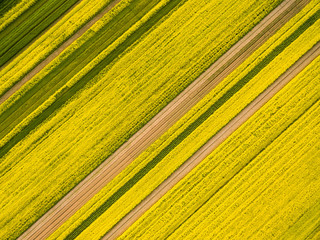 aerial view of rapeseed flower field in spring