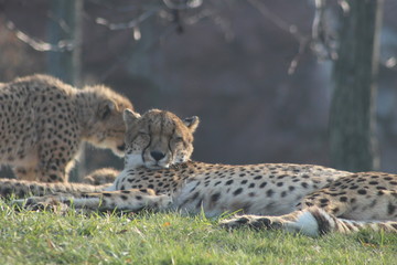 cheetah cubs laying togehter with their family. the cheetah is known for its speed