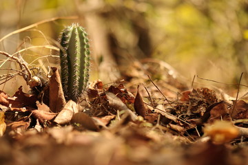 Little cactus on ground with dry leaves