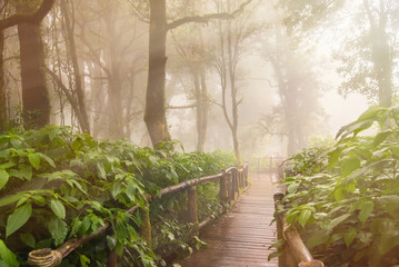 Wooden walkway nature walk on a foggy morning.Magic misty forest.Thailand.