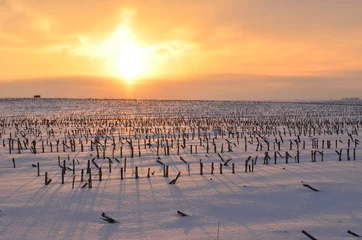 Schilderijen op glas Golden sunrise casting long shadows in a snowy field of cut corn stalks © redtbird02
