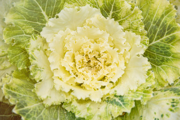 Decorative cabbages flower garden in Chiang mai, Thailand.