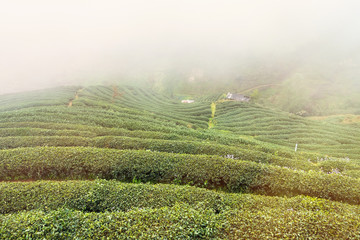 Landscape View at Tea Plantation 2000 in the morning on a foggy day.Thailand.