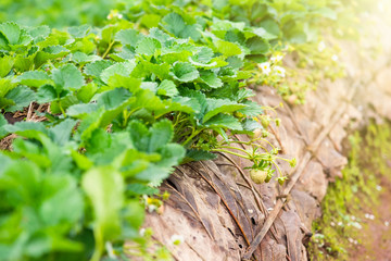 Strawberry plantation field in the morning at Doi Ang Khang Chiang Mai, Thailand.