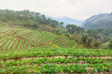 Fototapeta na wymiar Strawberry plantation field in the morning at Doi Ang Khang Chiang Mai, Thailand.