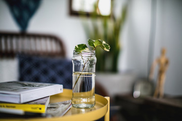 green leaves in glass with incenses decorated in living room, green leave in glass on table