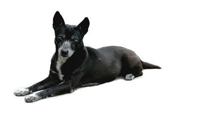 Thai Black Dog isolated white, Cute black dog