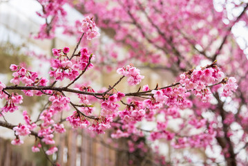 Fototapeta na wymiar Beautiful pink cherry blossom.Vivid color of Cherry Blossom or pink Sakura flower soft focus.Thailand.