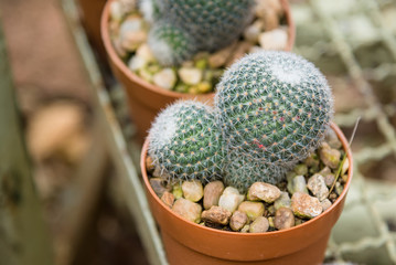 Group of small cactus plant in the pot at cactus garden.Thailand.