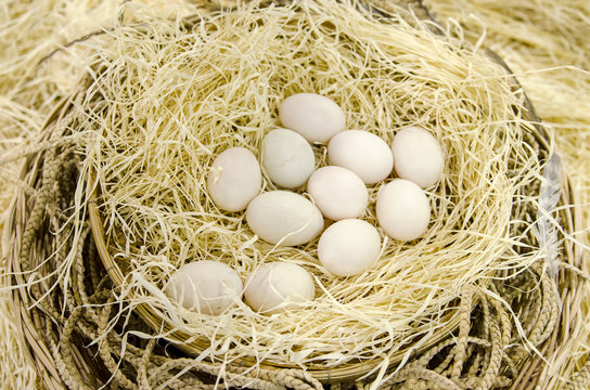 Eggs in the nest in natural background