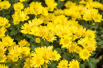 Yellow chrysanthemum background, autumn flowers bouquet.Thailand.