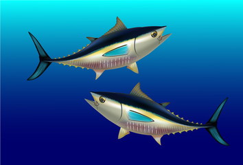 Bluefin tuna Thunnus thynnus saltwater fish underwater blue sea