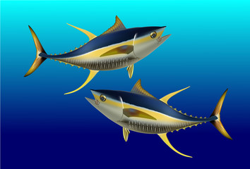 Yellow fin tuna, realistic sea fish illustration on blue background