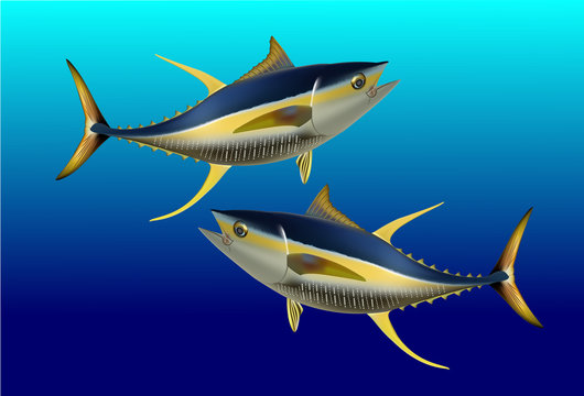 Yellowfin Tuna Stock Illustration - Download Image Now - Tuna - Animal,  Animal Fin, Yellow - iStock