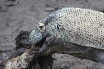 Obraz premium Komodo Dragon - Close up eating meat and swallowing whole