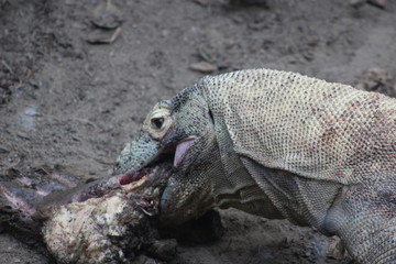 Obraz premium Komodo Dragon - Close up eating meat and swallowing whole