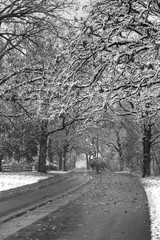 Snow Covered Trees Lining Road