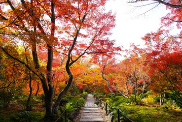 京都嵐山宝筐院の紅葉