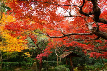 京都嵐山厭離庵の紅葉
