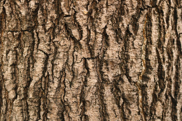 Naklejka premium Closeup of bark background