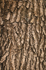 Closeup of bark background
