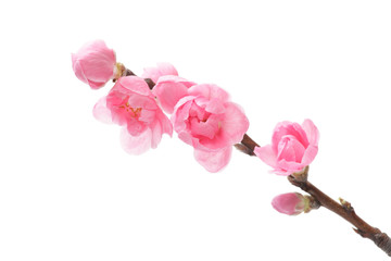 Fototapeta premium 桃の花