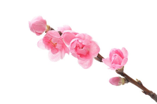 桃の花 の画像 123 722 件の Stock 写真 ベクターおよびビデオ Adobe Stock