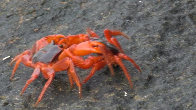 two red crabs fighting on Similan island in Thailand
