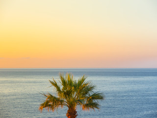 Obraz premium Summer sunrise at Mediterranean sea. A palm, essentiality and simplicity