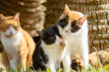 ふれあいの野良猫親子