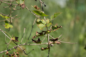 Disease leaf of  Maple tree