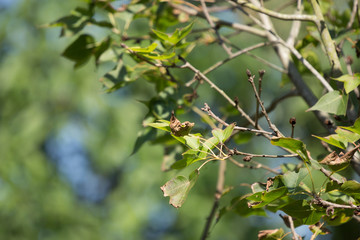 Disease leaf of  Maple tree