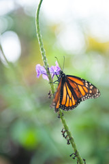 Fototapeta na wymiar Butteryflies in Garden