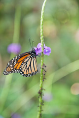 Monarch Butteryfly in Garden