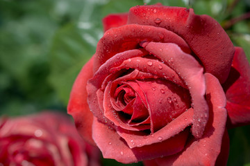 Beautiful fresh roses in close up view